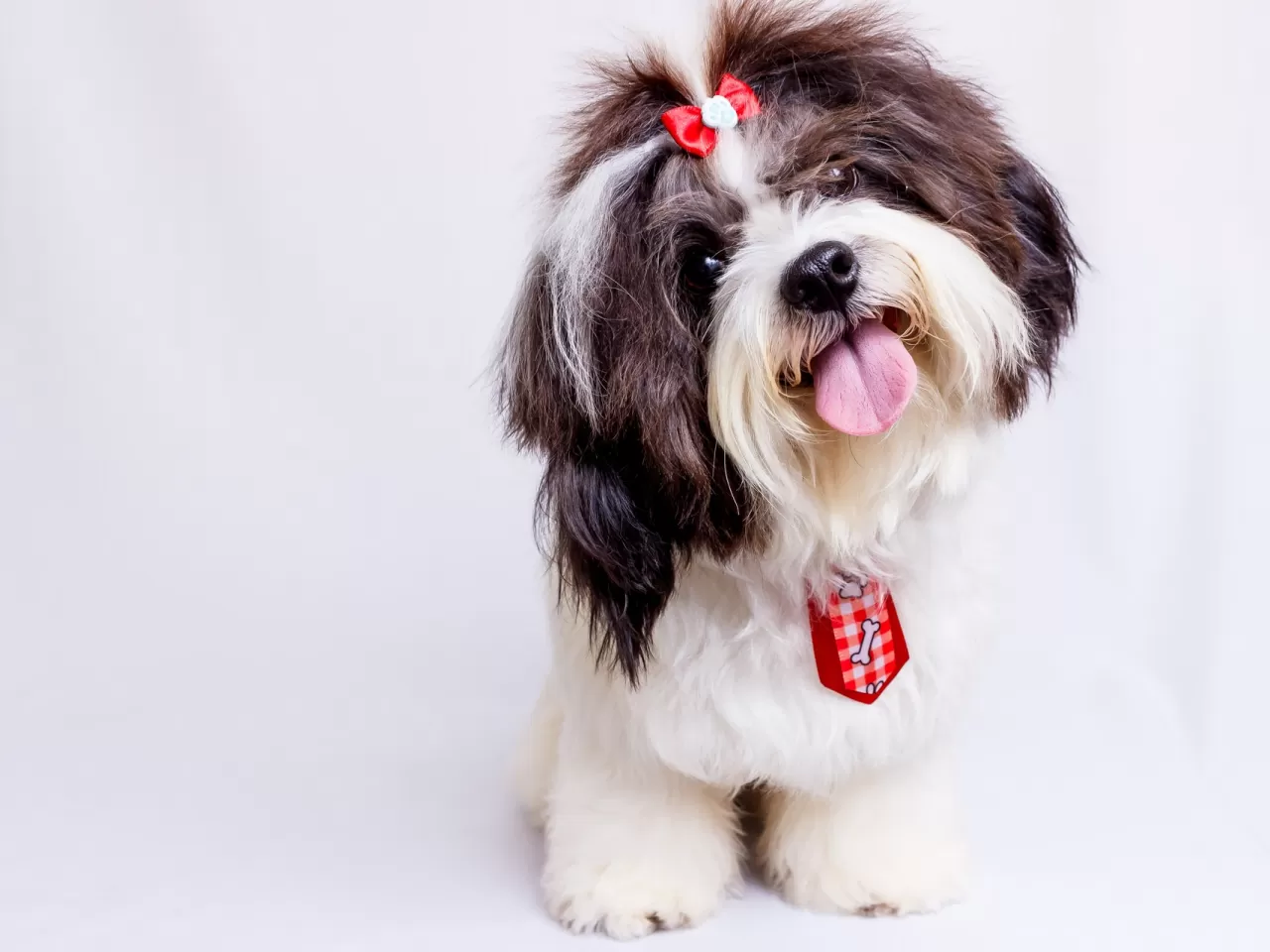 Küçük Süs Köpeği
