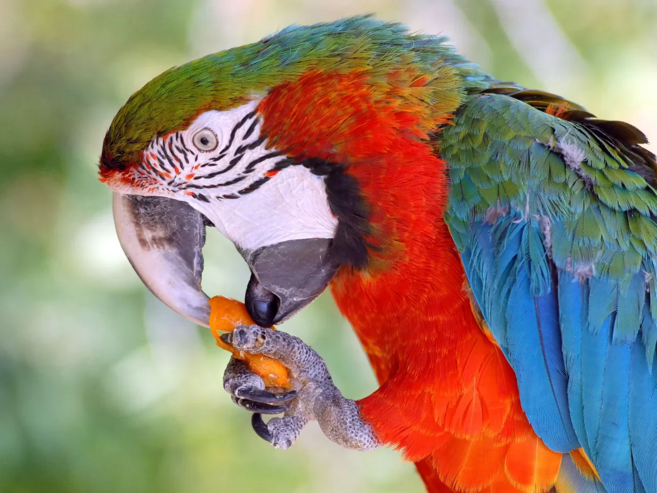 Ara Papağanı Bakımı ve Beslenmesi