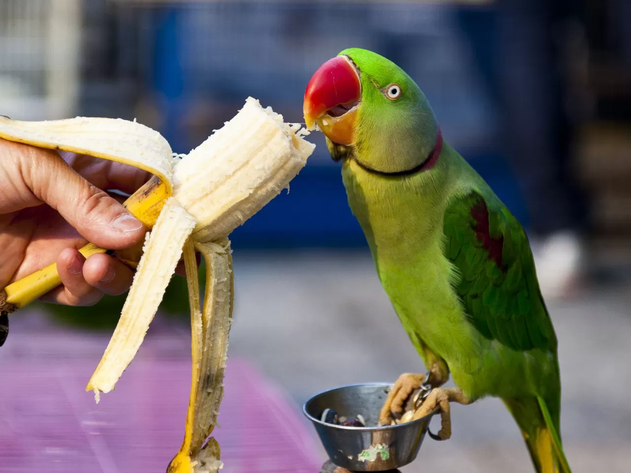 İskender Papağanı Bakımı ve Beslenmesi