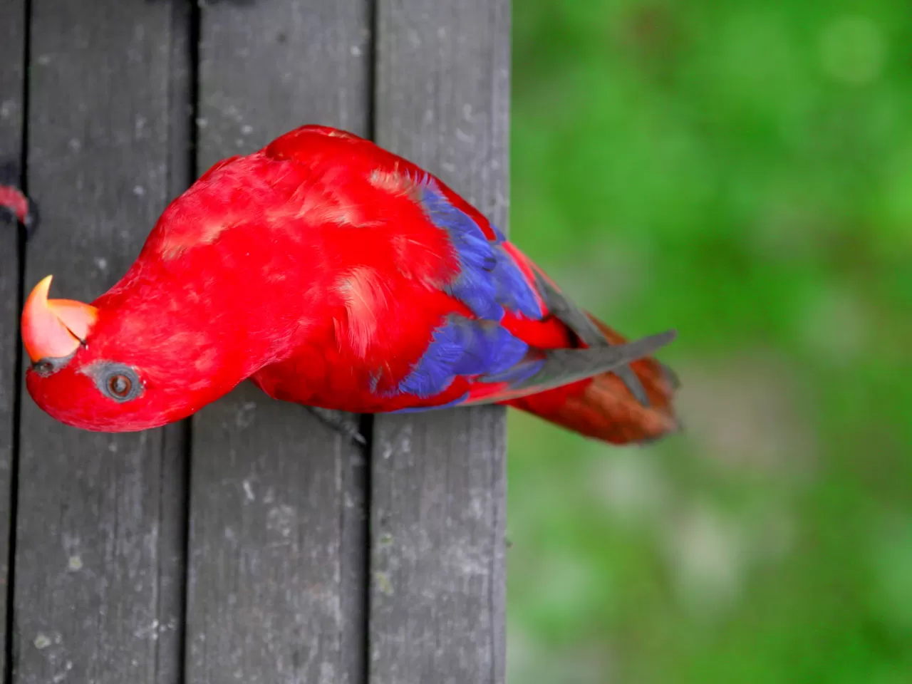 Lori Papağanı Bakımı ve Beslenmesi