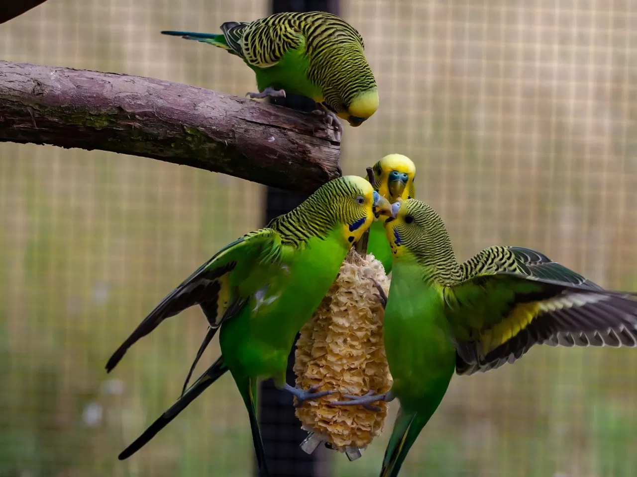 Muhabbet Kuşları Bakımı ve Beslenmesi