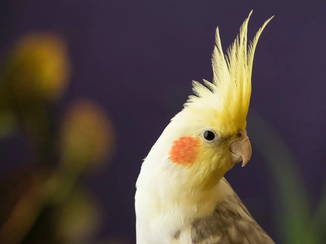 Sultan Papağanı Bakımı ve Beslenmesi