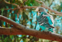 Konuşan Kuş Türlerinin Bakımı ve Beslenmesi