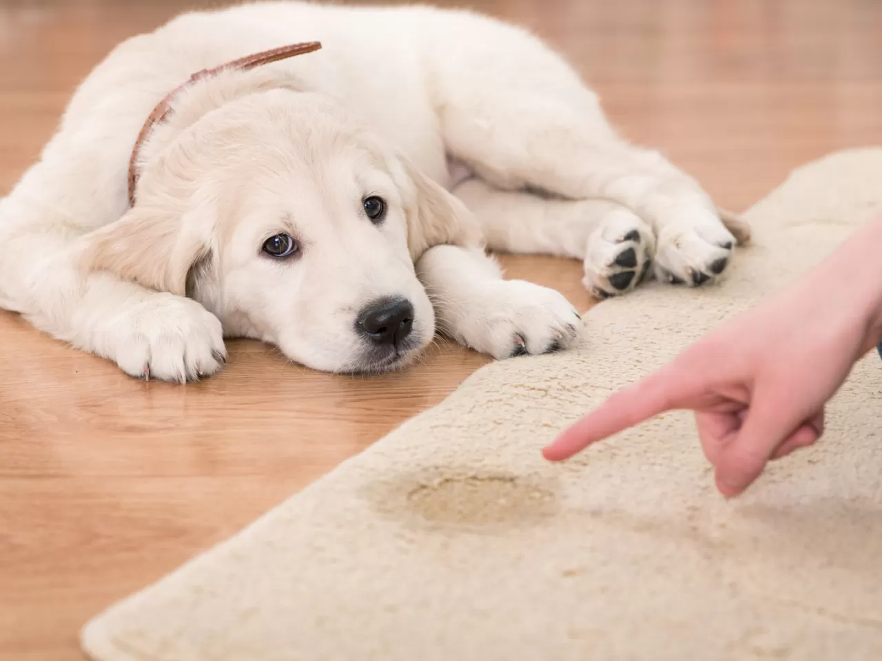 Köpeklere Tuvalet Eğitimi Nasıl Verilmelidir?