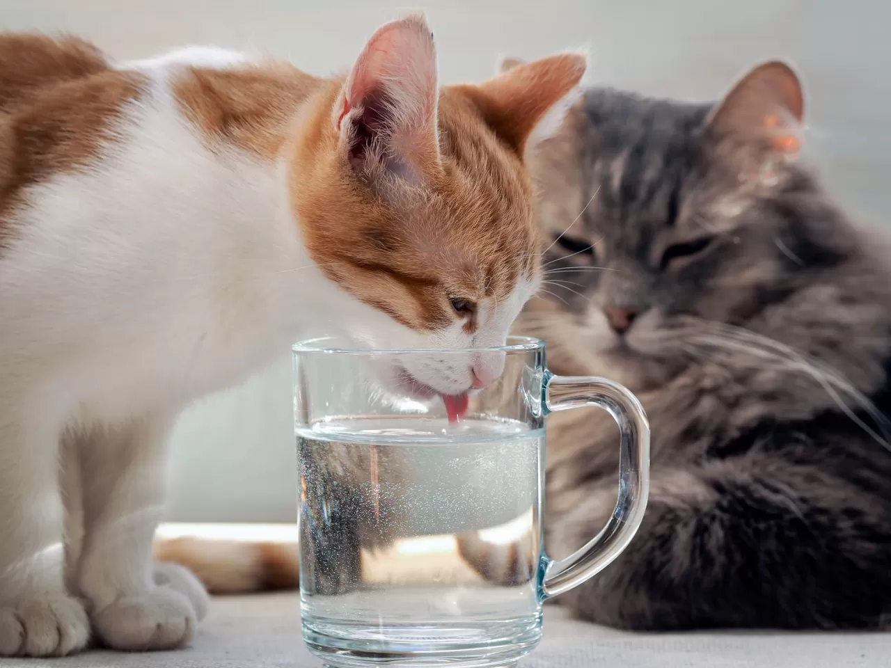 Yeterli su içmesini sağlayın