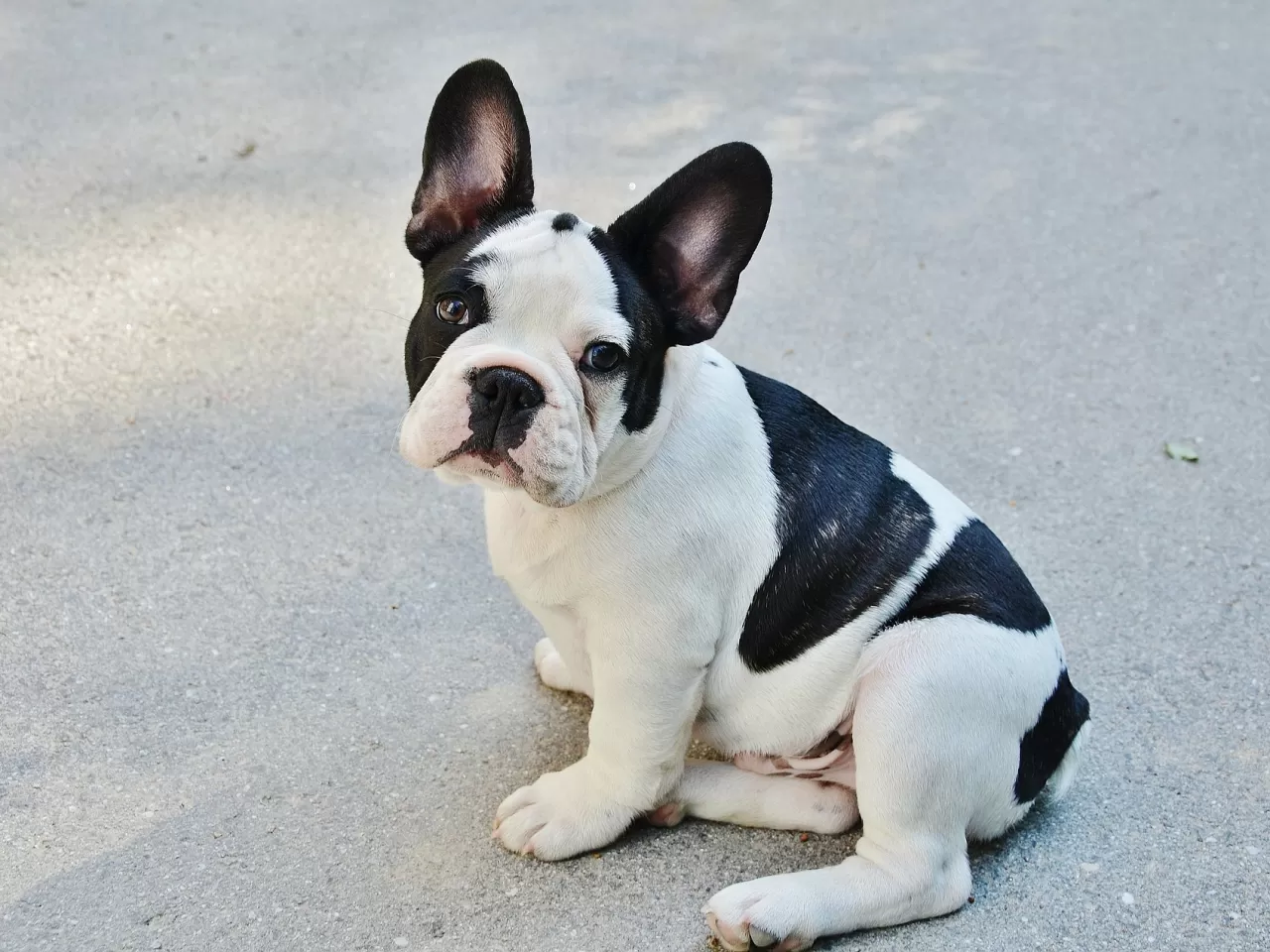 French Bulldog