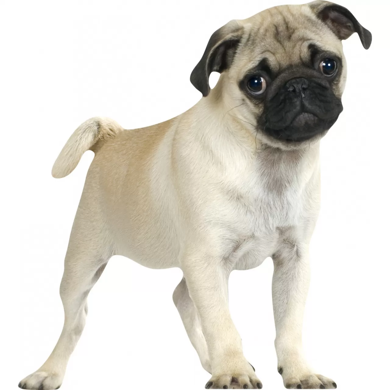 Pug
