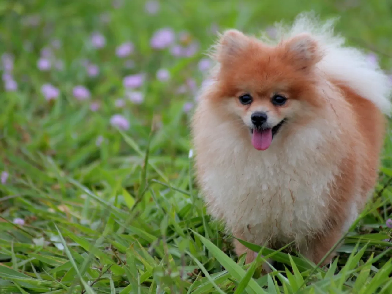 Pomeranian
