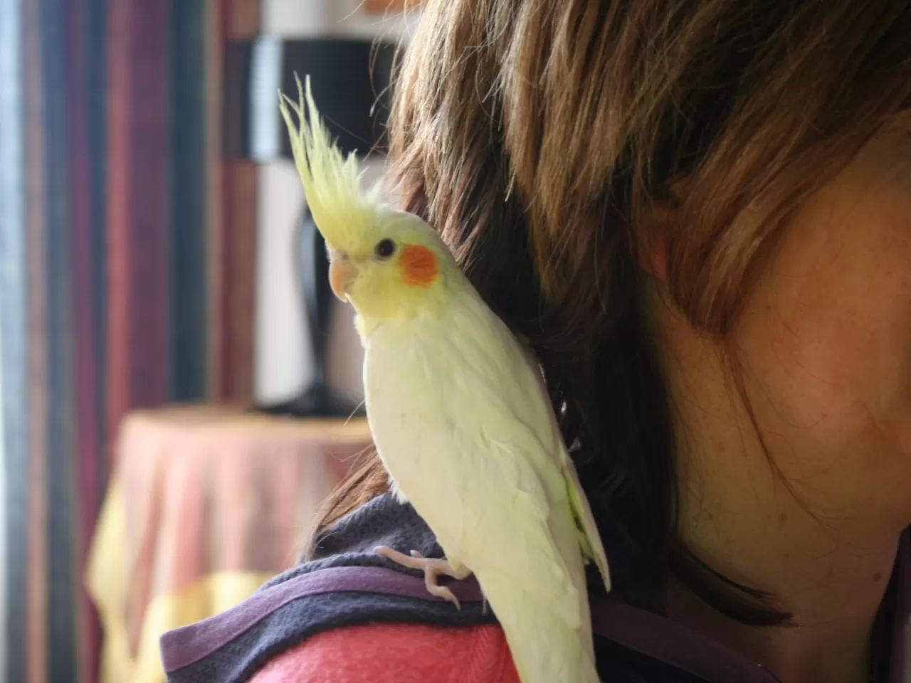 Basit cümleler kurun