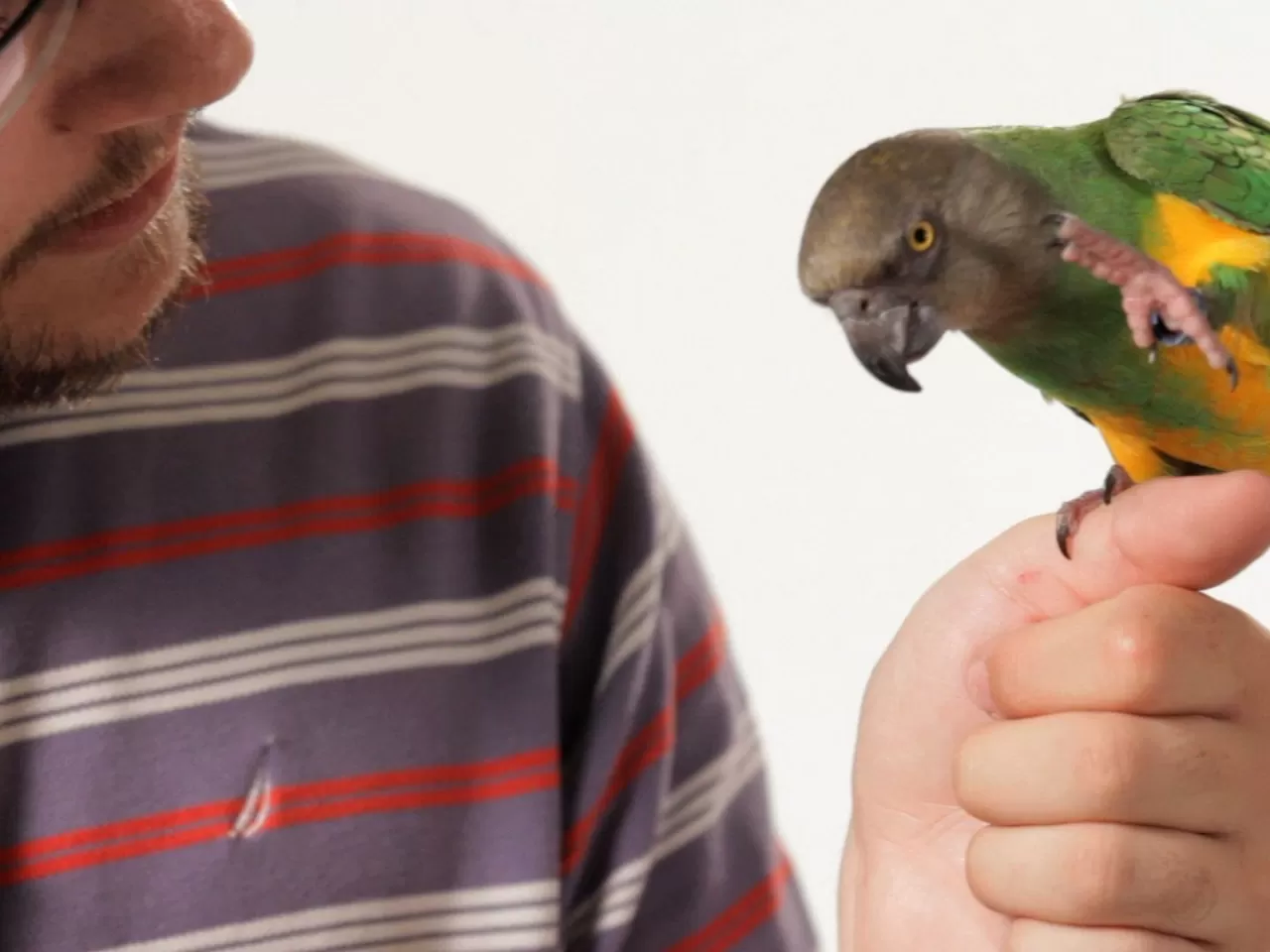 Смешные попугаи с надписями. Когда разговариваешь с попугаем он. Говорящий попугай видео. Прикольные попугаи. Разговор про двух попугаев.