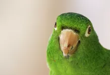 Kuşlar Nasıl Konuşturulur?