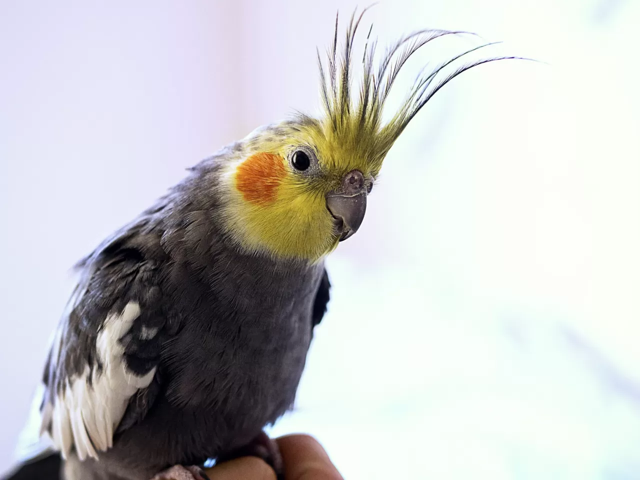 Gri Sultan Papağanı