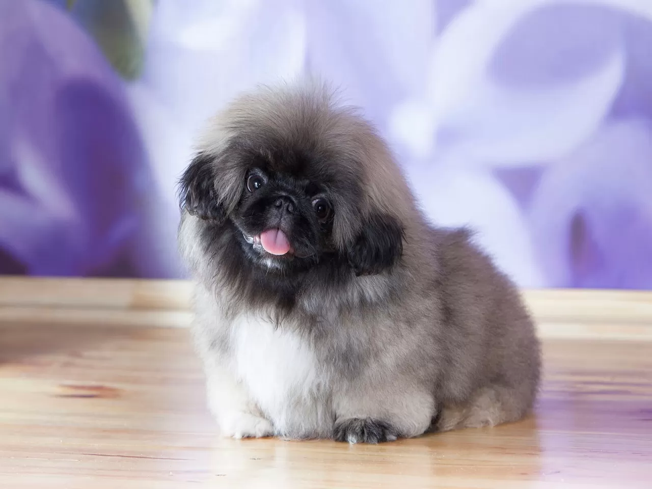 Pekingese
