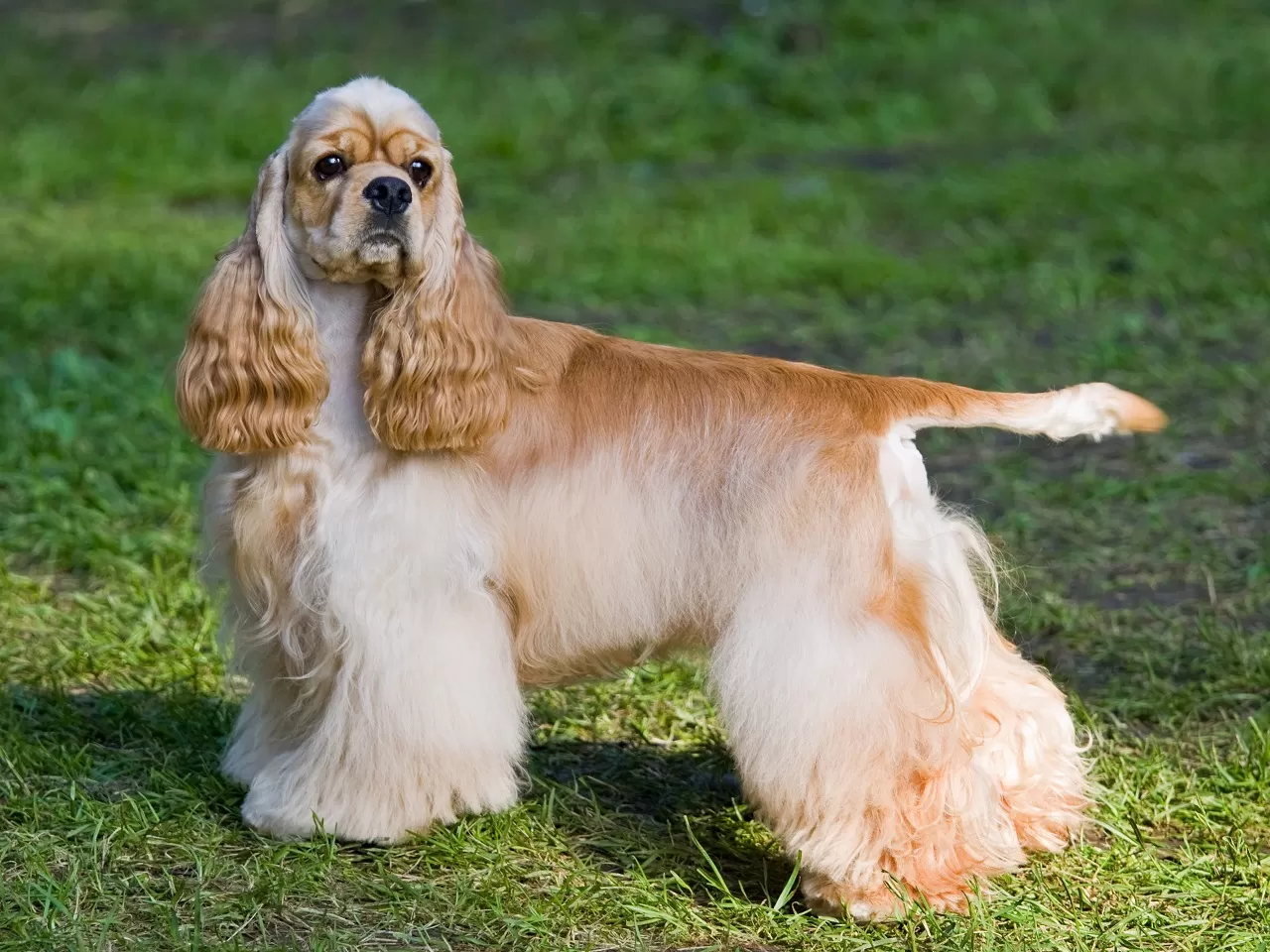 Amerikan Cocker Spaniel