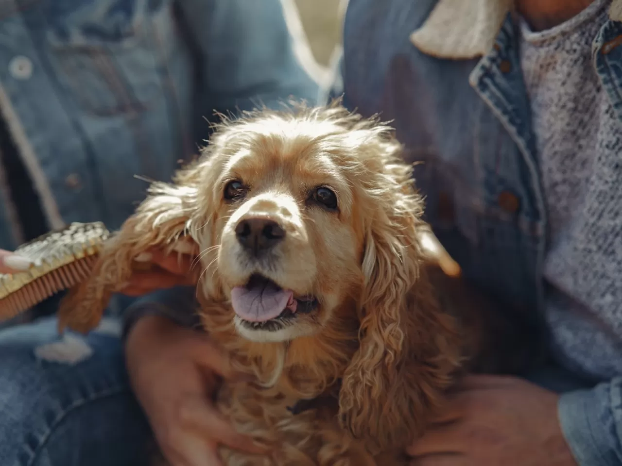 İngiliz Cocker Spaniel