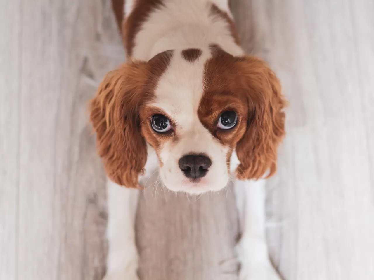 Cavalier King Charles Spaniel