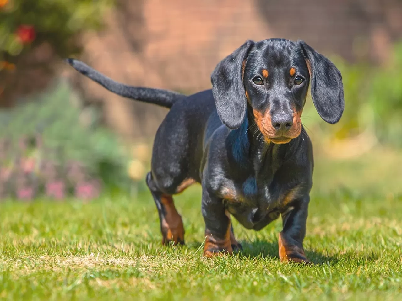 Dachshund