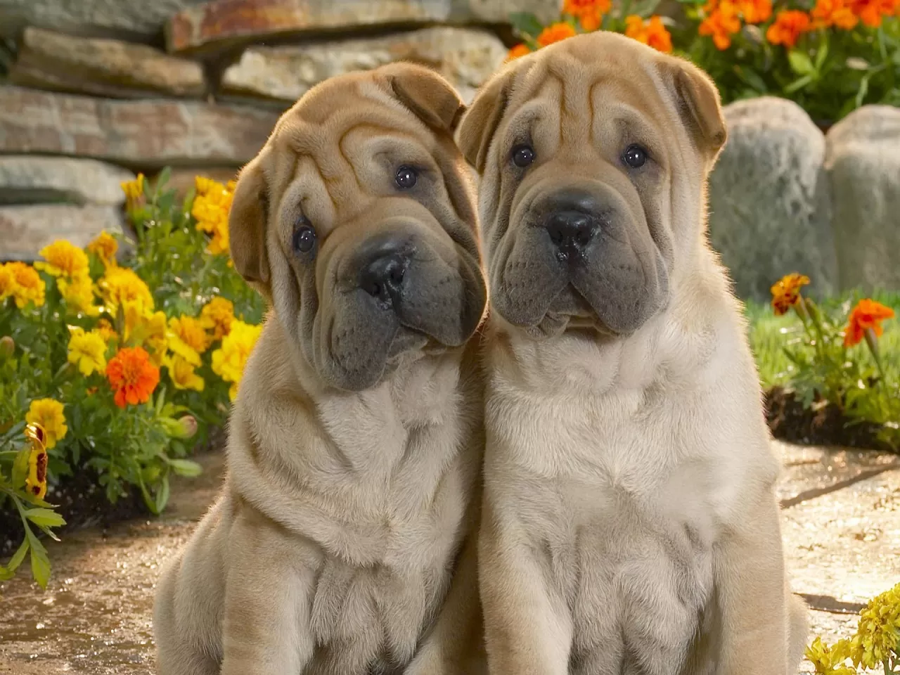 Shar Pei