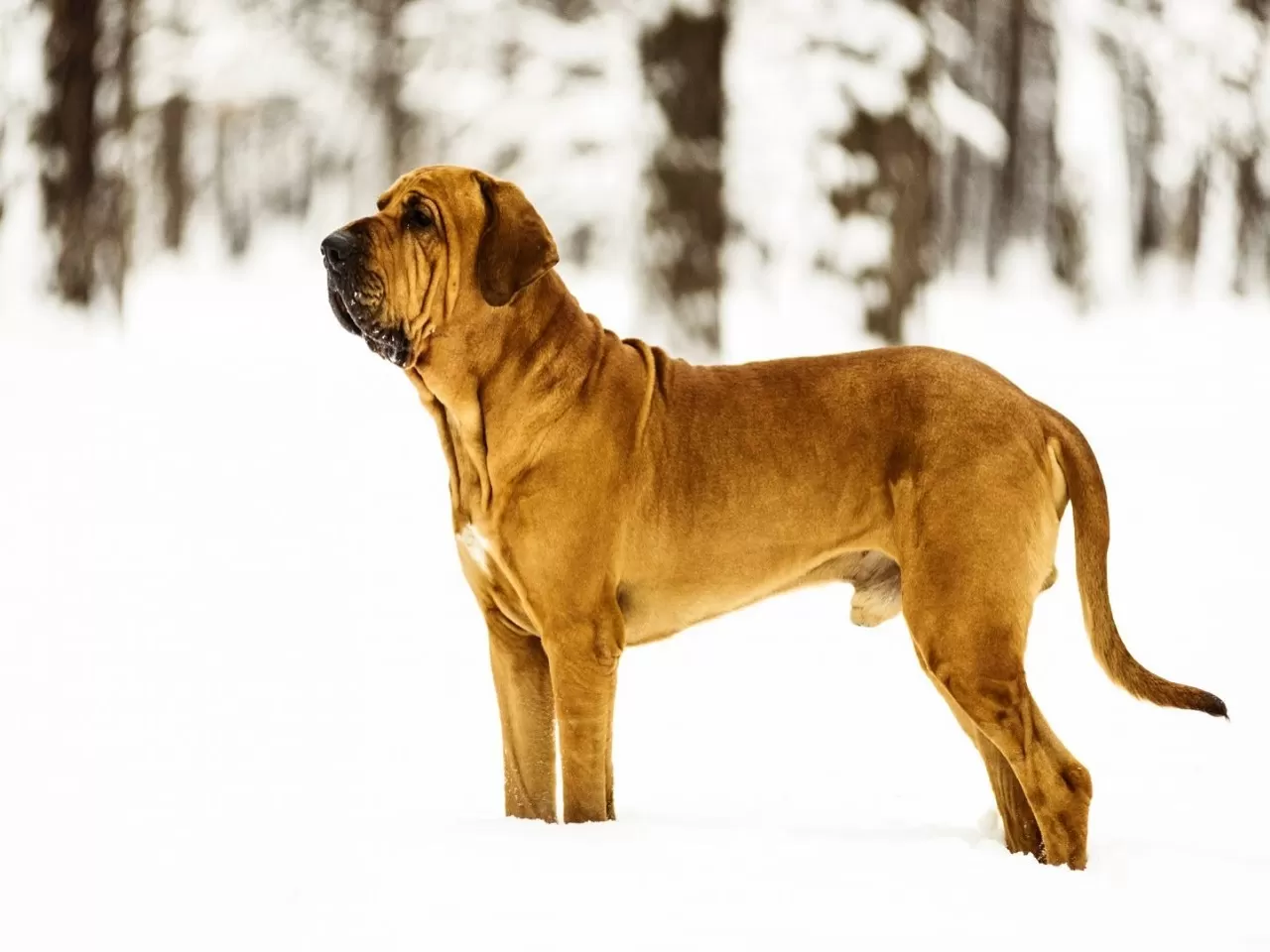 Brezilya Mastiff