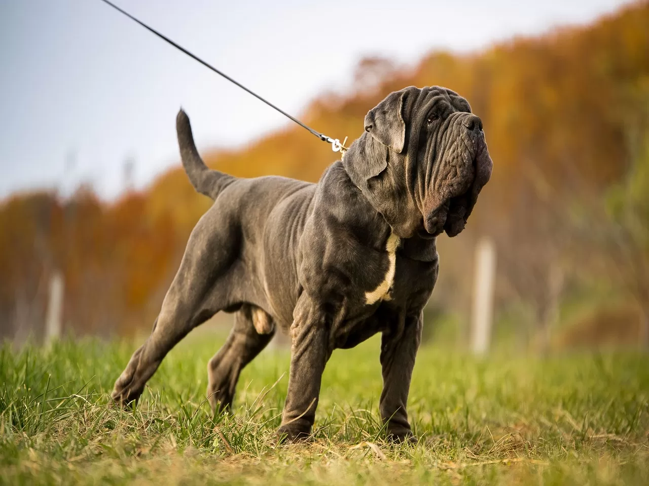 Napoliten Mastiff