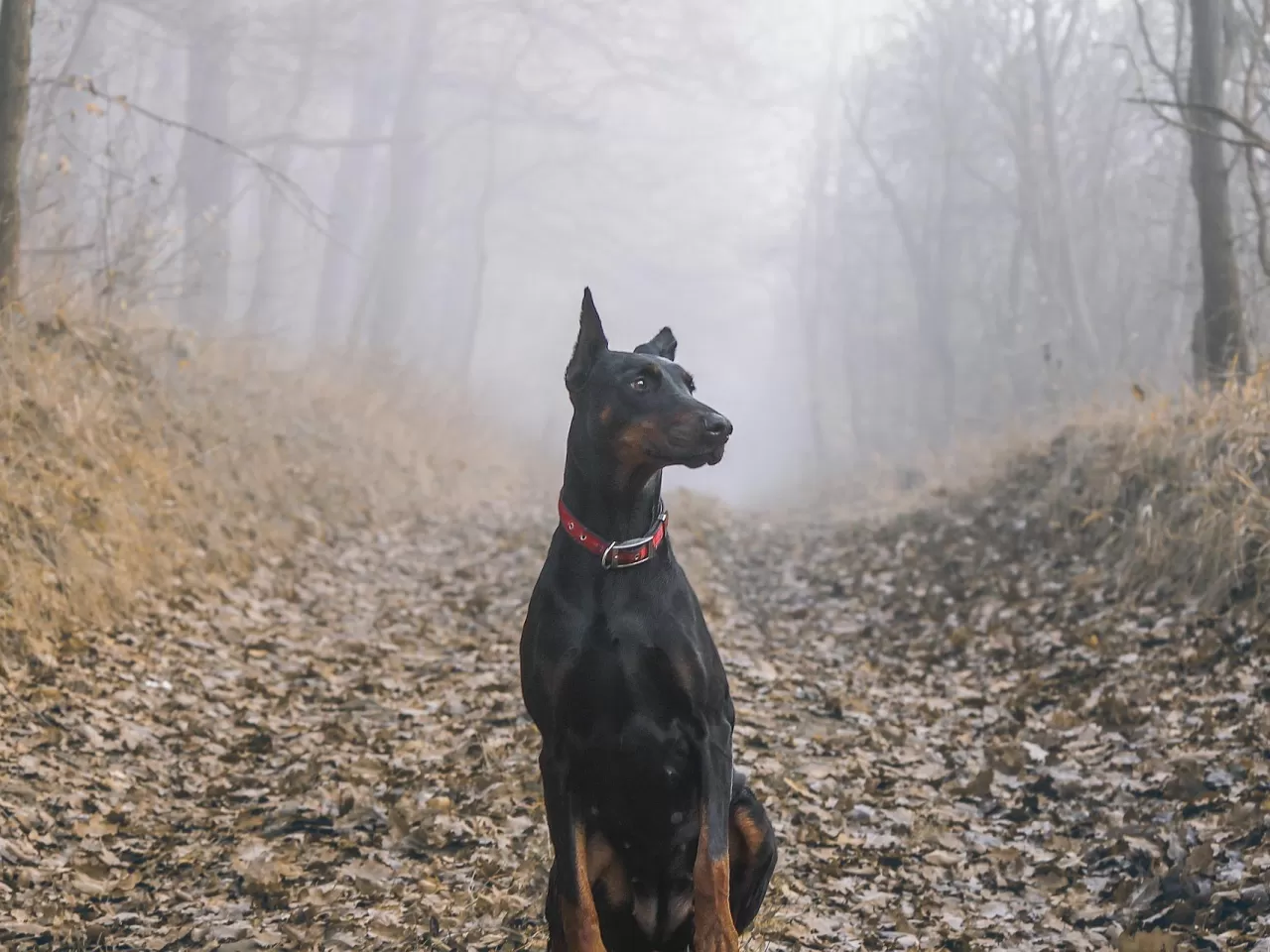 Doberman