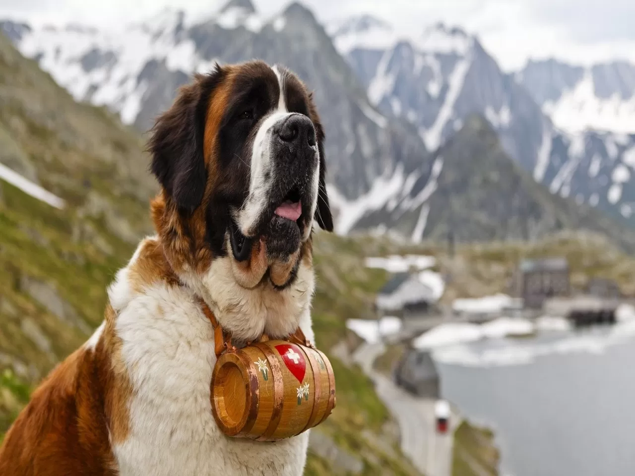 Saint Bernard