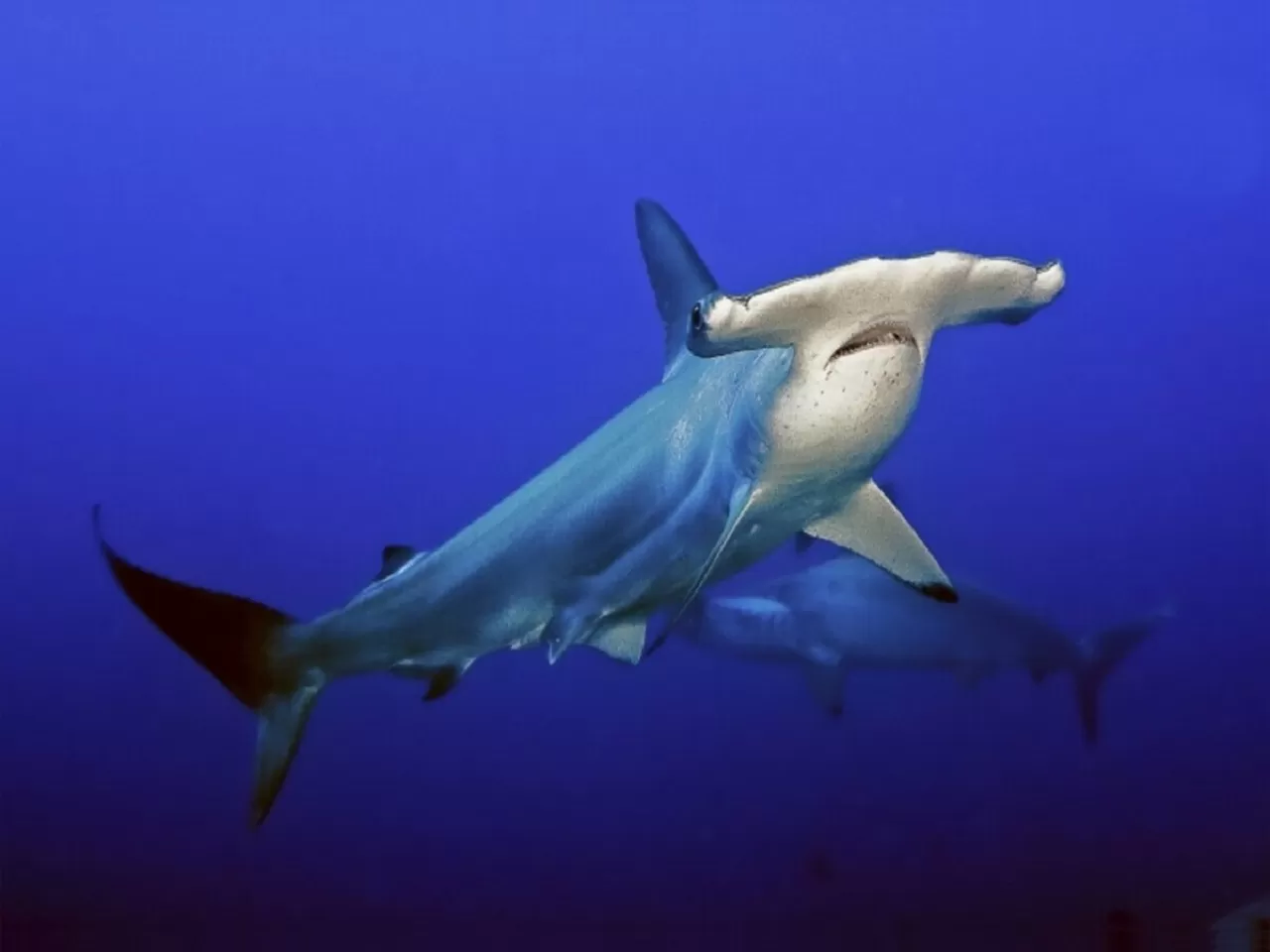 Çekiç Kafalı Köpekbalığı