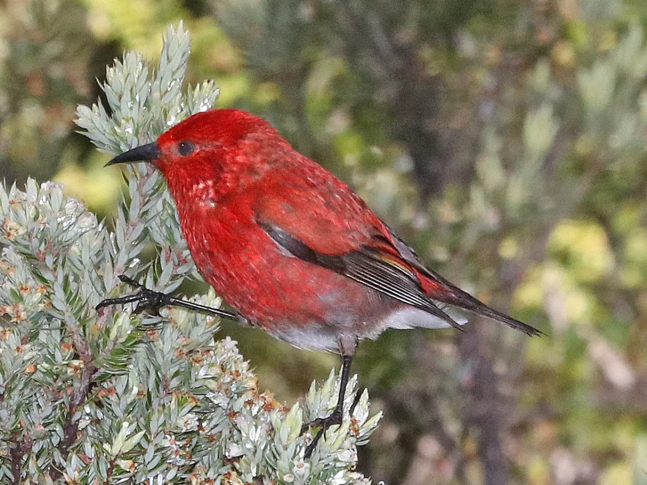 Laysan Bal Sürüngen Kuşu