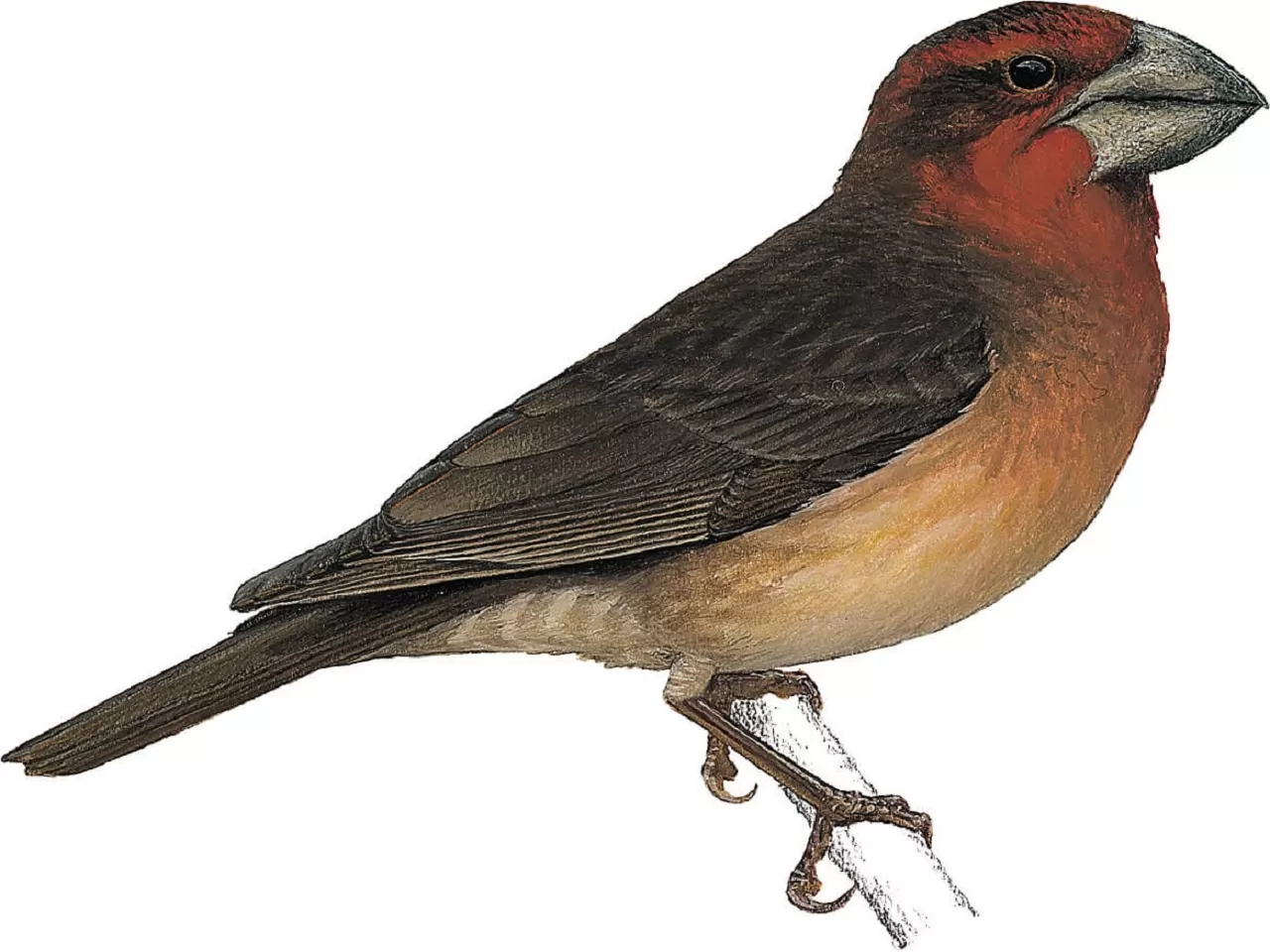 Büyük Gagalı Bonin