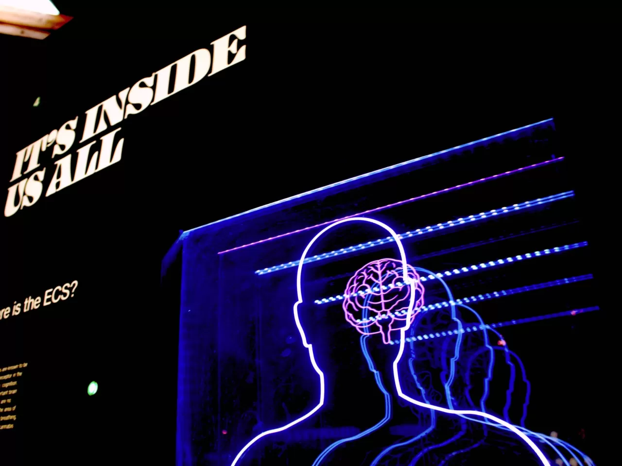 Yatırımcı Psikolojisinin Beyin Zaafları ile Etkileşimi