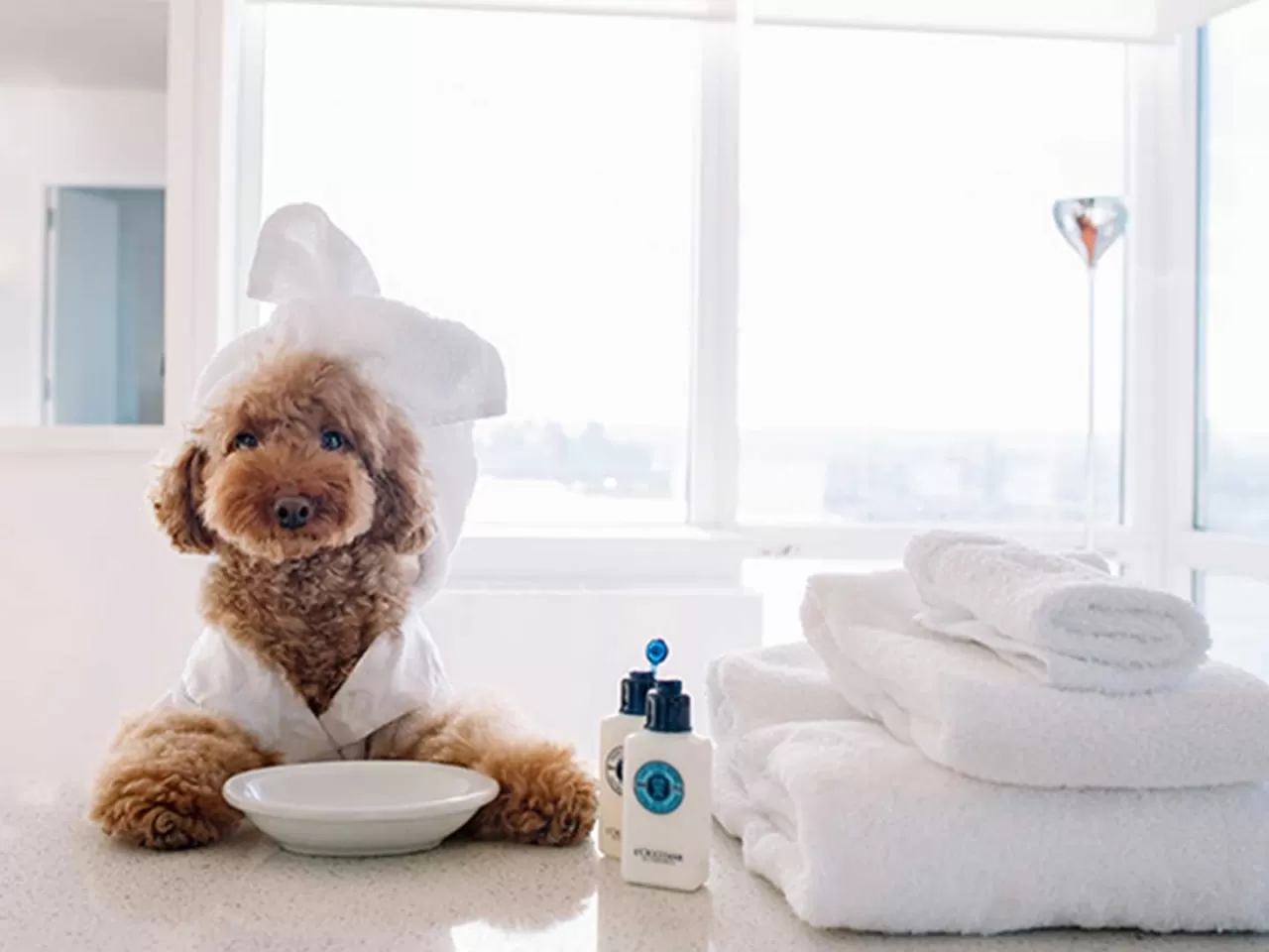 Evcil Hayvan Konaklaması