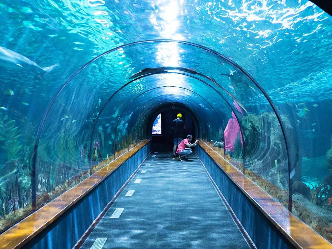 Sea Life Londra Akvaryumu: Suyun İçinde Renkli Bir Yolculuk