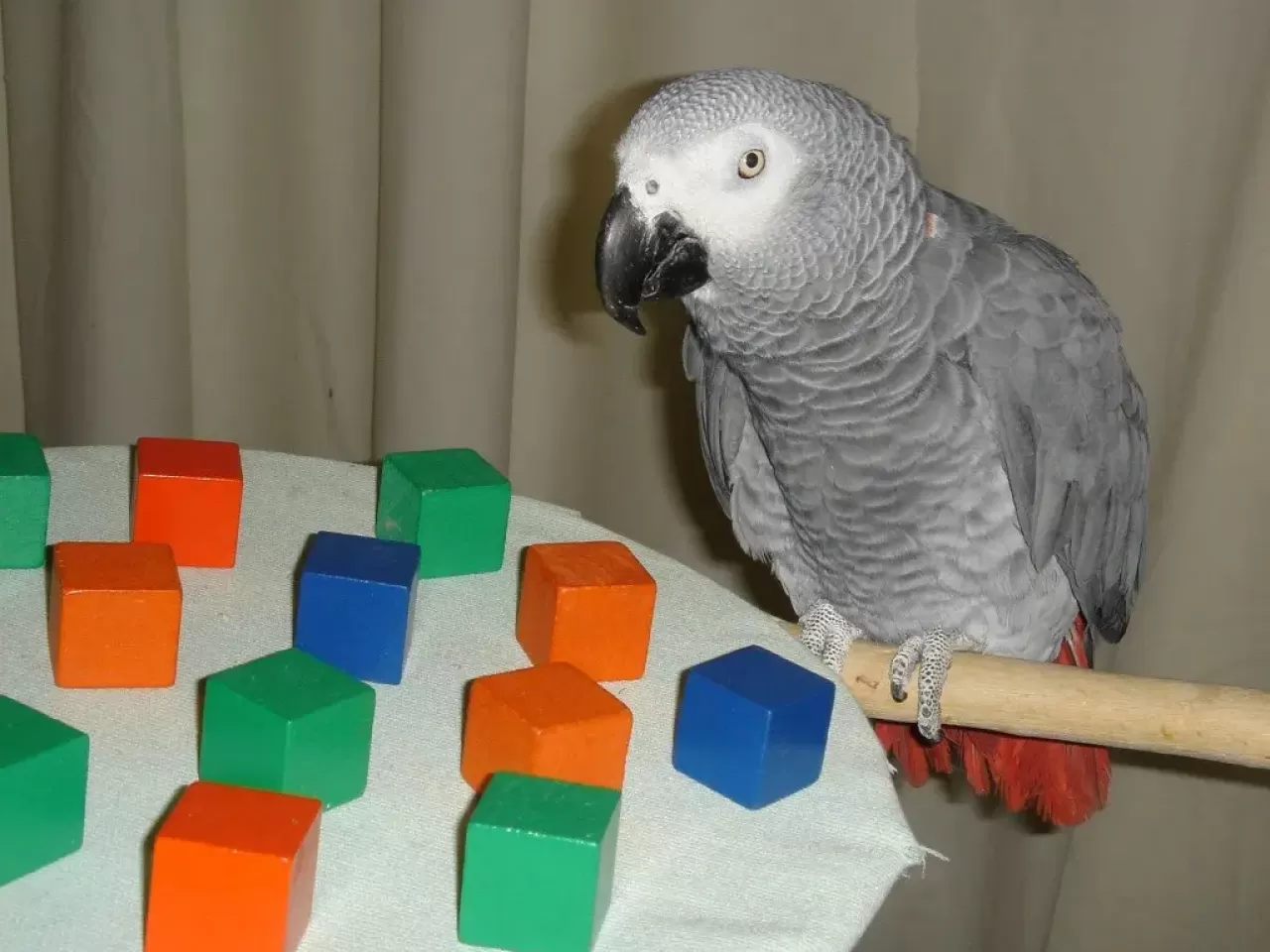 Alex Üzerinde Yapılan Deneyler