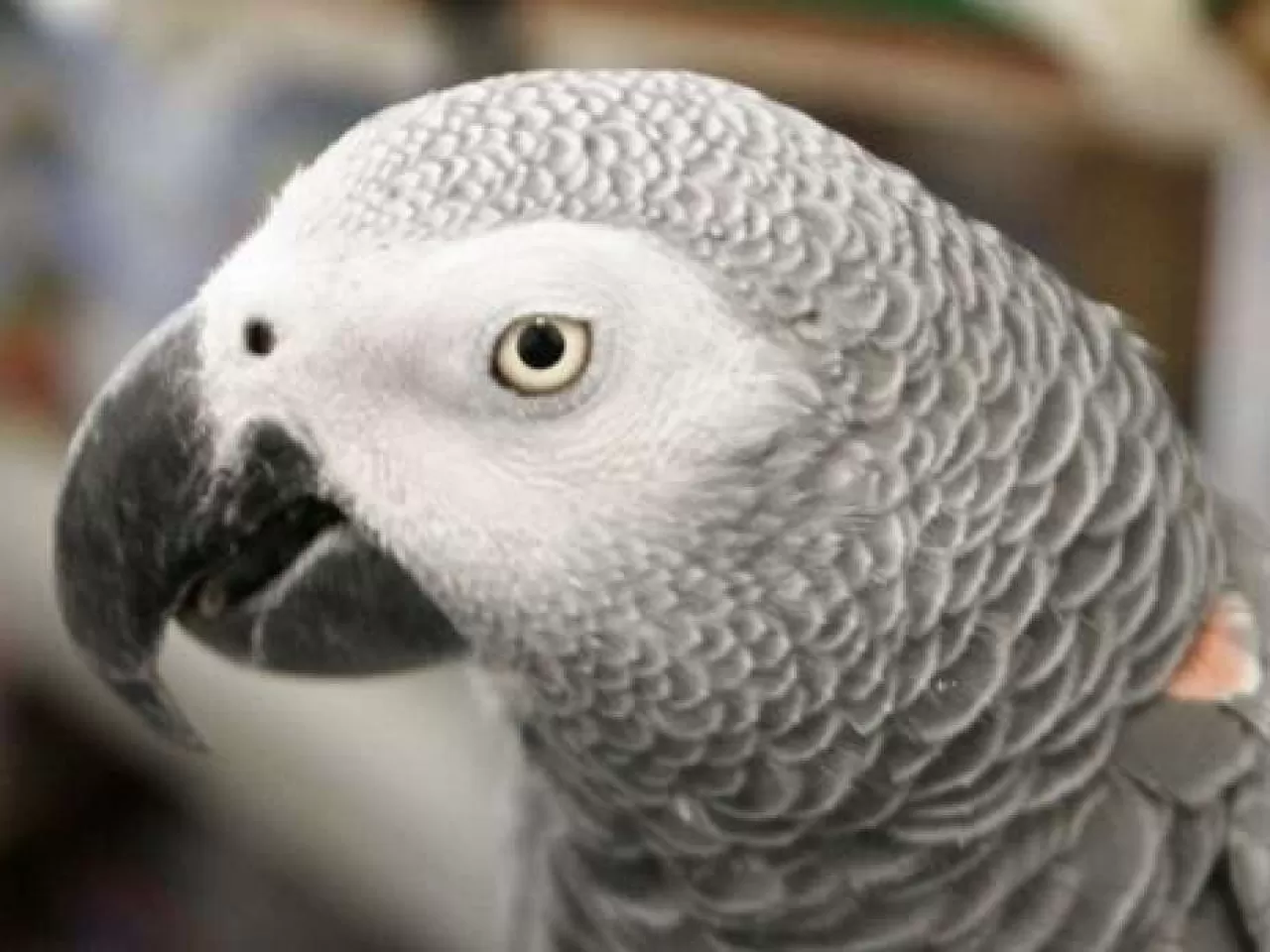 Alex’in Yaşam Serüveni