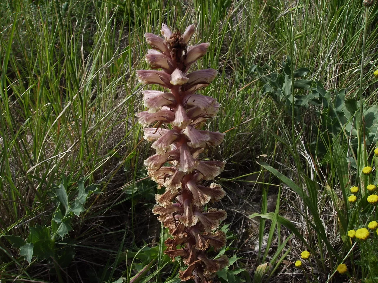 Orobanche Sideana