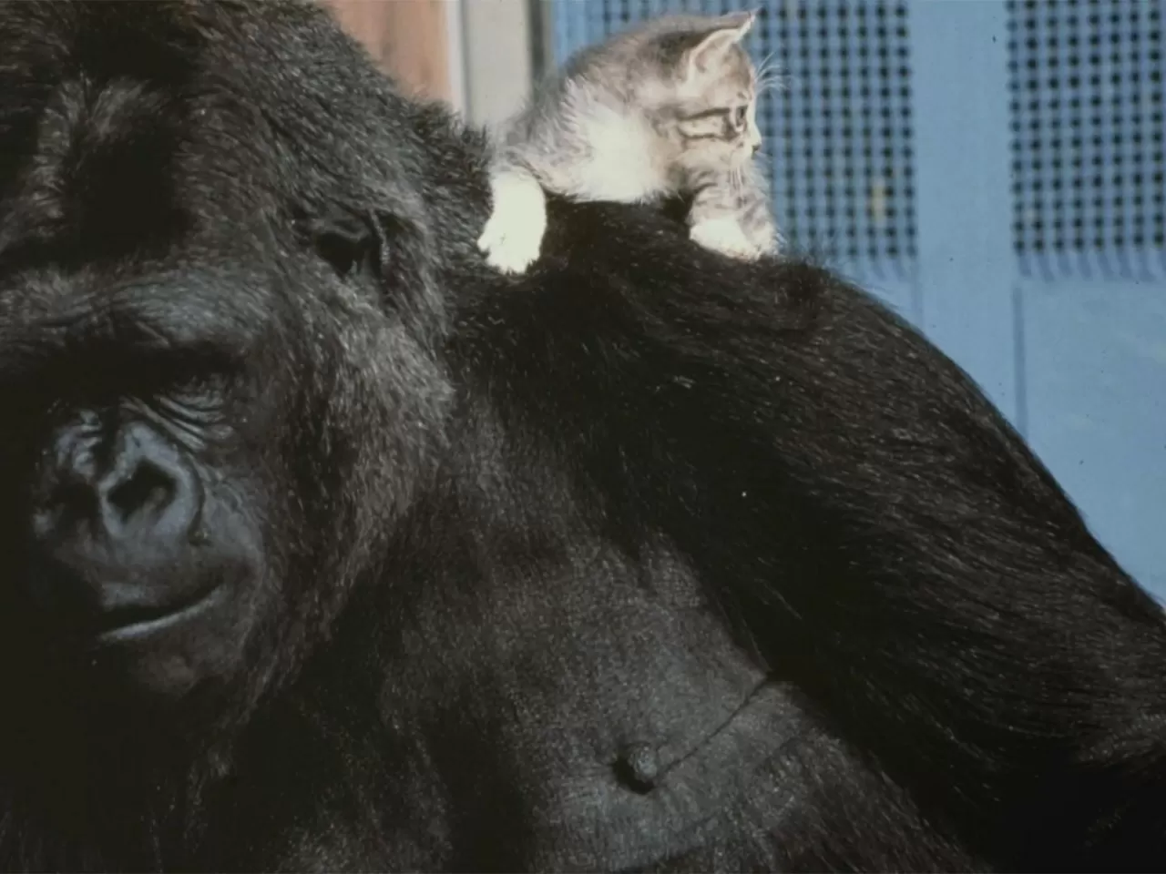 Goril Koko’nun Zeka Yaşı