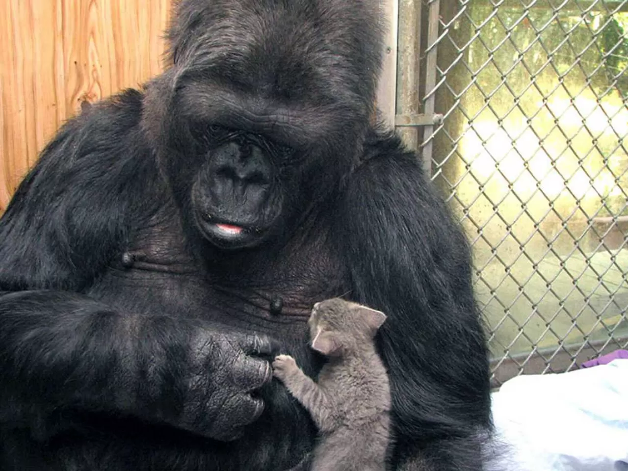 Koko’nun Evcil Bir Kediyi Sahiplenişi