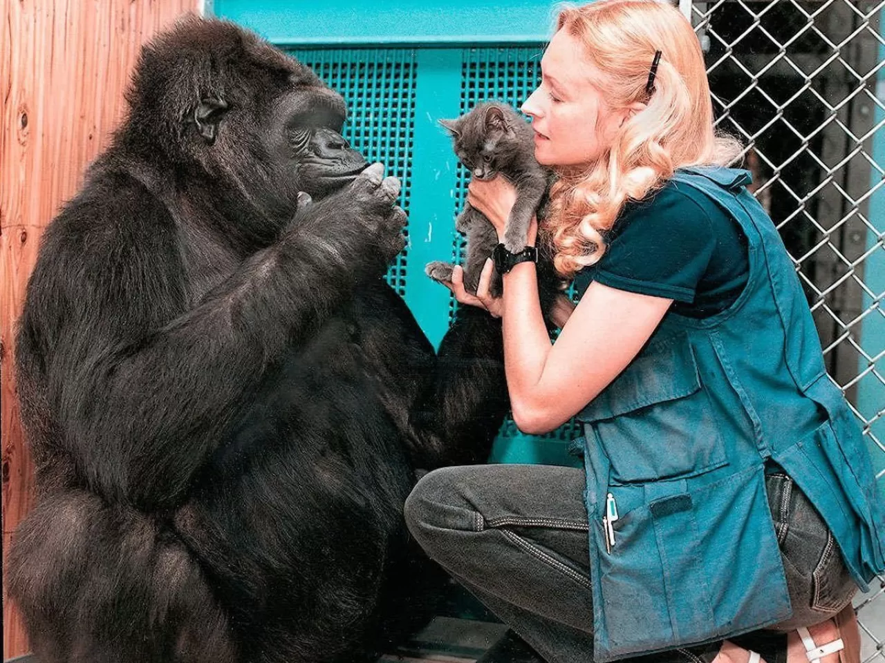 Koko’nun Yaşamının Son Yılları