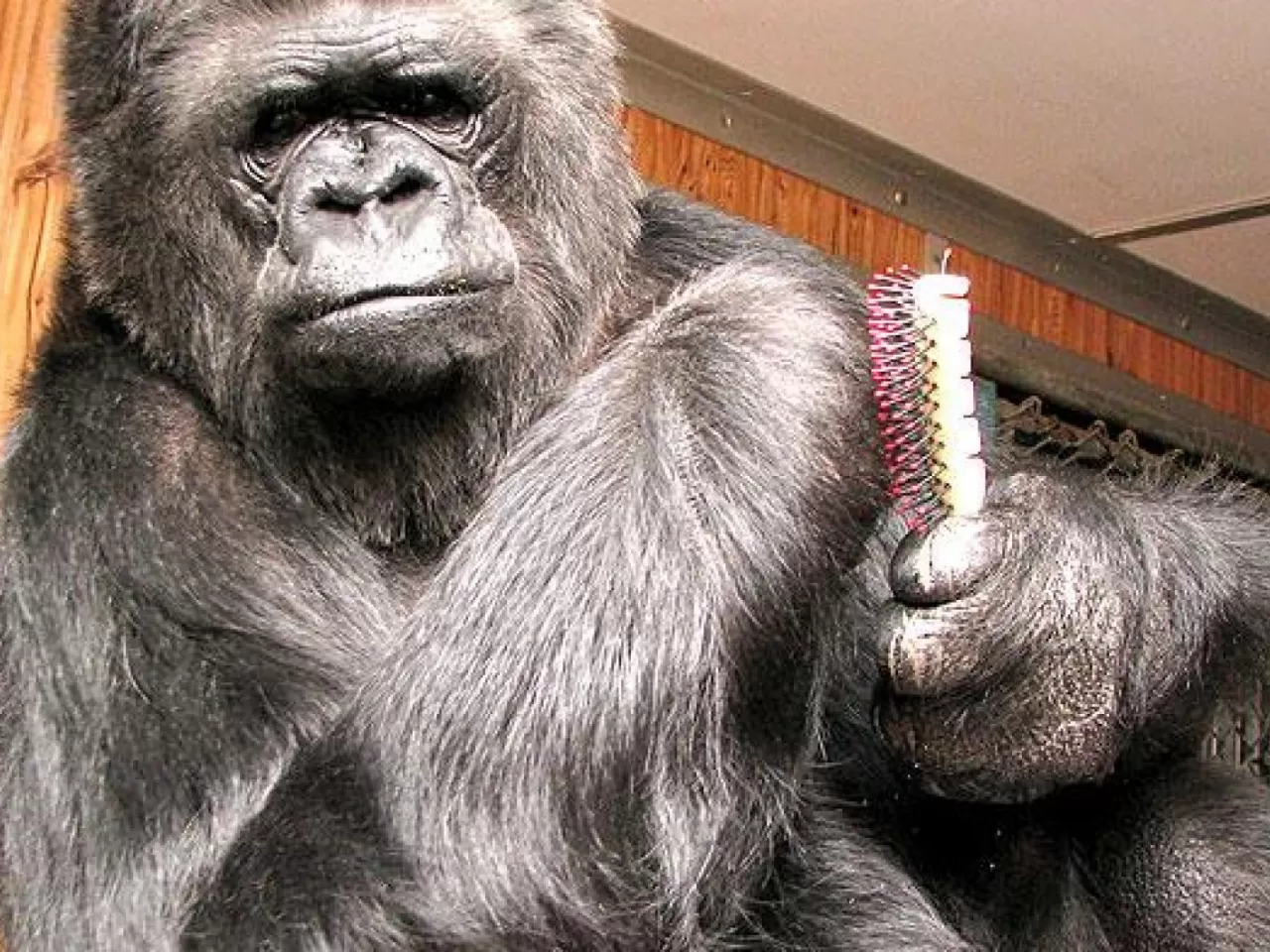 Washoe ve Evlatlığı