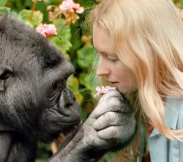 İşaret Dilini Kullanarak İletişim Kurabilen Goril Koko ve Hikayesi