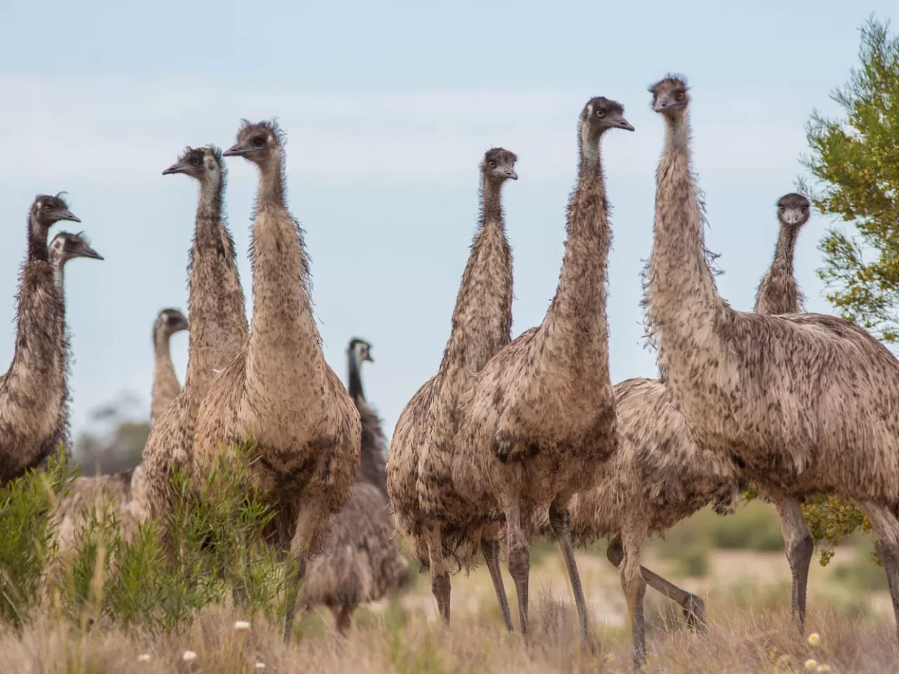 Büyük Emu Savaşı, makineli tüfeklerini kuşanmış Avustralya askerleri ile bir tür devekuşu olan büyük Emu kuşları arasında geçen şiddetli bir savaştı. Evet yanlış okumadınız Emu KUŞLARI!