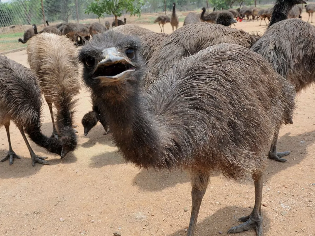 Çılgın Emular ekinleri sömürmeye başladı…