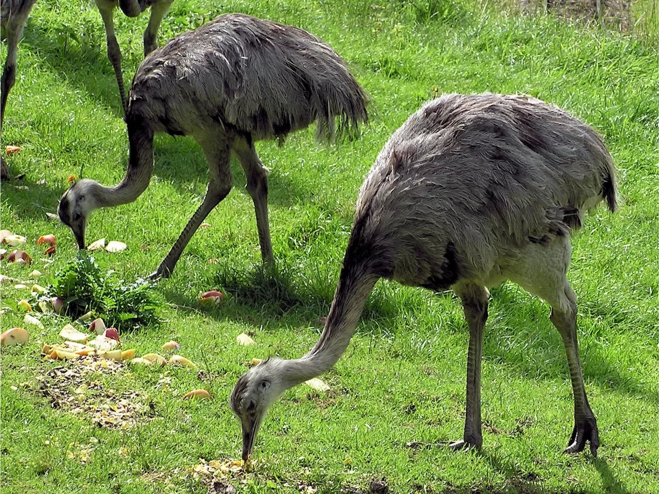 Tüm bu sorunlar yetmezmiş gibi, talihsiz olayların arasında, tam 20.000 korkunç derecede büyük bir Emu sürüsü buğday ekili alanlara doğru iniş yaptı.