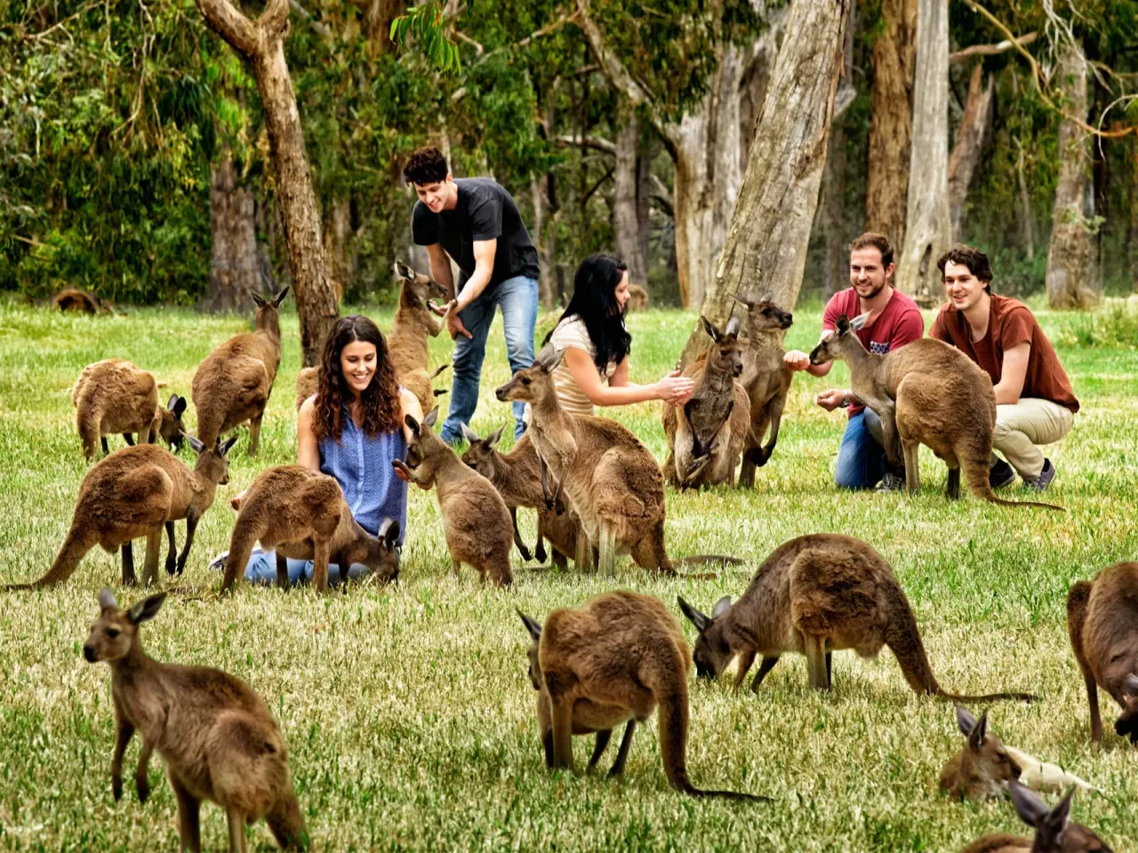 Avustralya ırkı (Australoid)