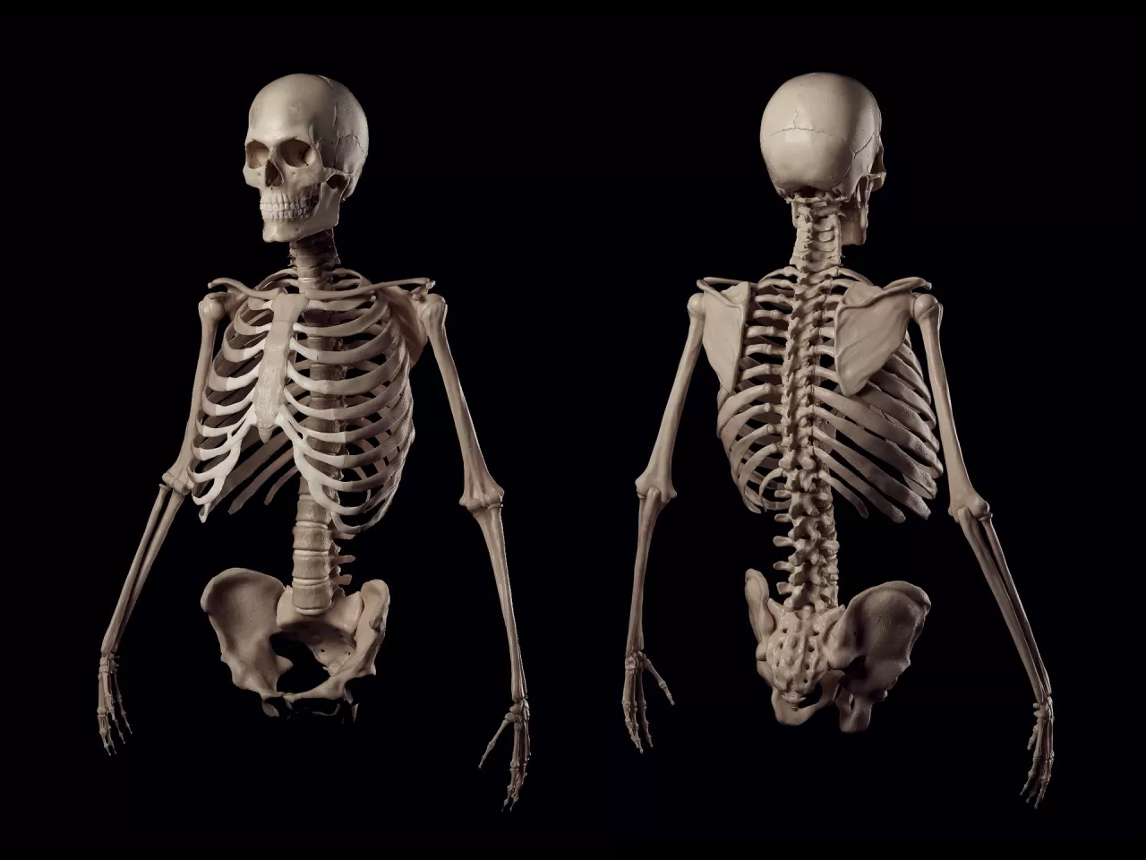 İskelet Yapısına Göre Irklar