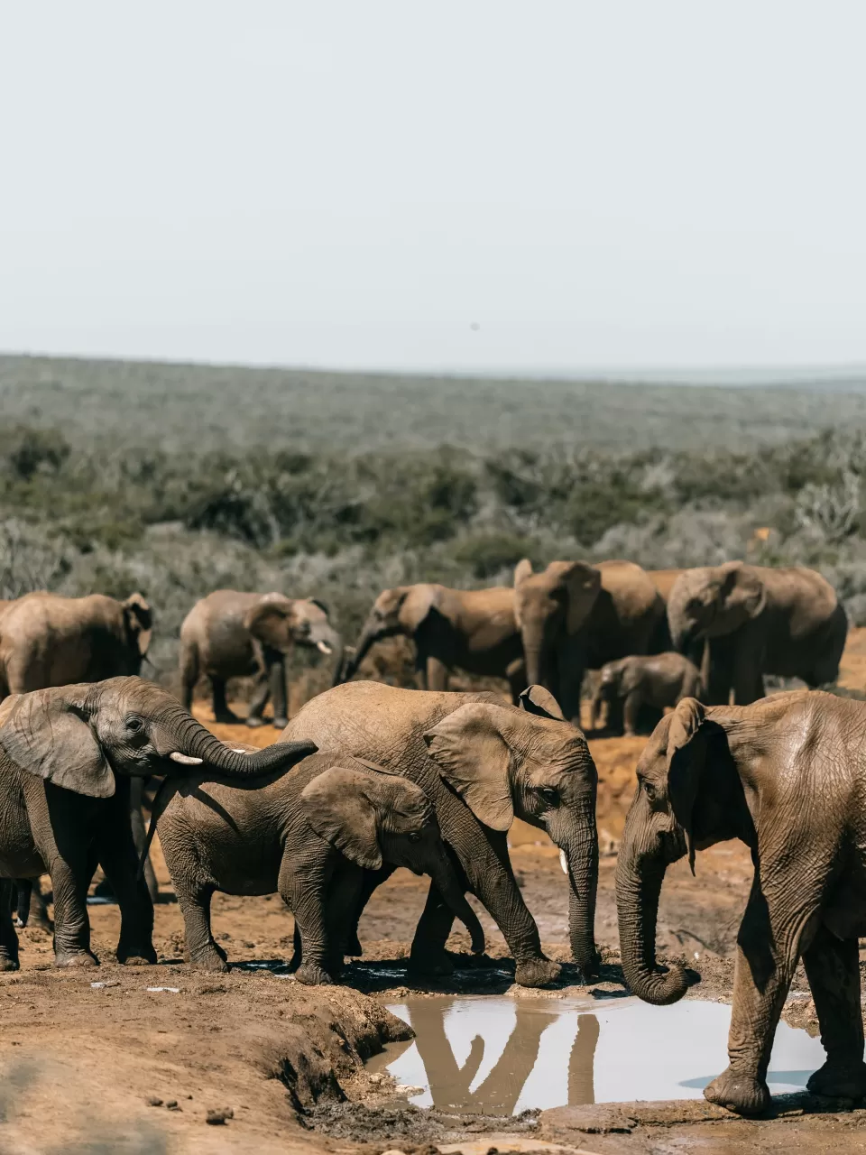 İnsanların Duyamadığı Frekansları Algılayabilen Canlılar