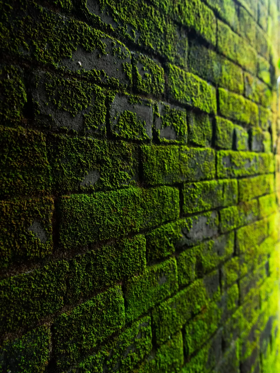 Ağaçlar ve Taşlarda Yer Alan Yosunlara Bakmak: