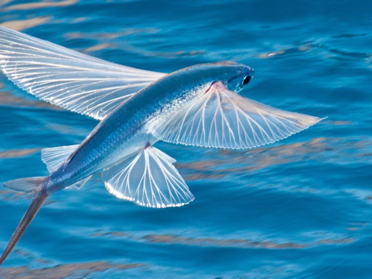 Uçan Kırlangıç Balığı