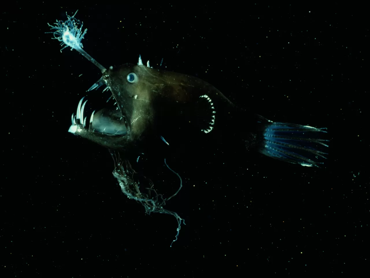 Kroyer’in Derin Deniz Fener Balığı