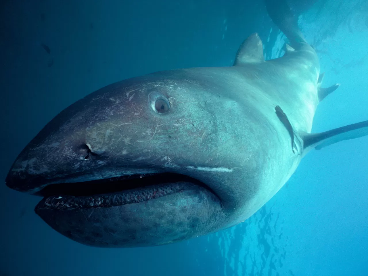 Dev Ağızlı Köpekbalığı